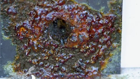 Australian Native Stingless Bees Swarming Around Hive Entrance with Propolis Stock Footage 335195155