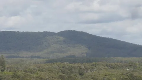 Australian native trees, ridge line in the distance. Stock Footage 323492291