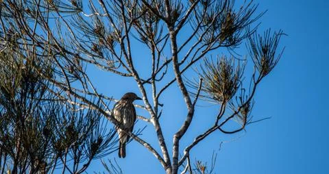 Australian native wattlebird perched on tree branch against blue sky Stock Photos