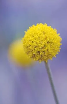 Australian native Yellow Billy Button flower, Pycnosorus globosus Stock Photos
