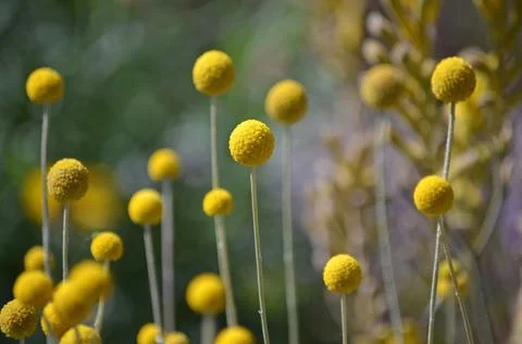 Australian native Yellow Billy Button flowers, Pycnosorus globosus Stock Photos
