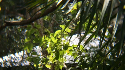 Australian Nature Stock Footage 33937999