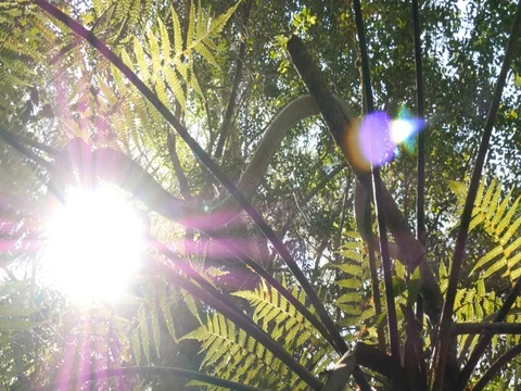 Australian non-venomous Diamond Python snake Stock Footage 74178865