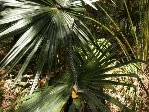 Australian non-venomous Diamond Python snake Stock Footage 74179281