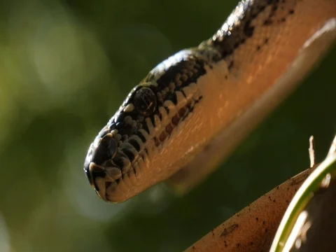 Australian non-venomous Diamond Python snake Stock Footage 74179857