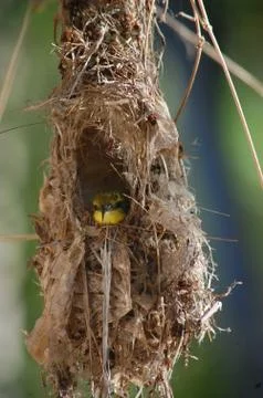 Australian Olive-backed Sunbird in nest Stock Photos