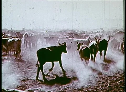 AUSTRALIAN OUTBACK CATTLE / BEEF  (1965) Stock Footage 158994592