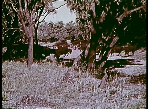 AUSTRALIAN OUTBACK CATTLE / BEEF (1965) Stock Footage 158994608