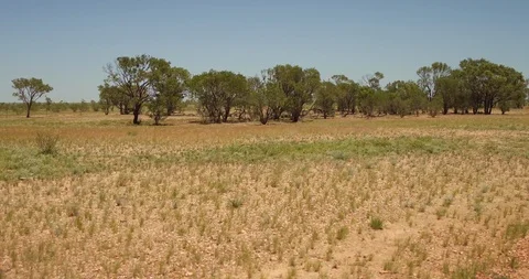 Australian Outback Fast Steadycam through outback bush towards grazing cattle Video stock 114112513