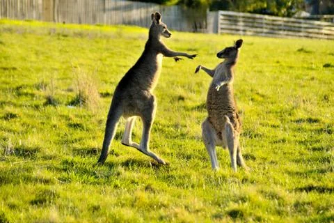 Australian outback kangaroo Stock Photos