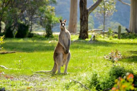 Australian outback kangaroo Stock Photos