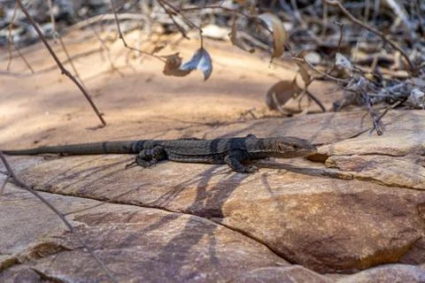 In the Australian outback, a medium-sized lizard lies on a rock and suns itse Stock Photos