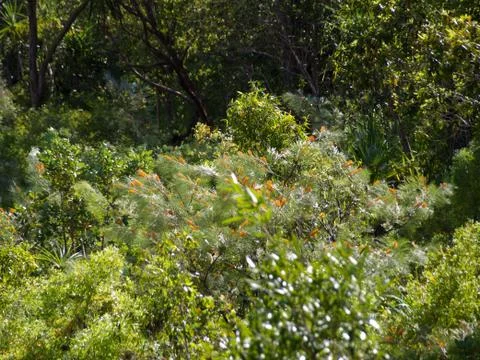 Australian Outback Stock Photos