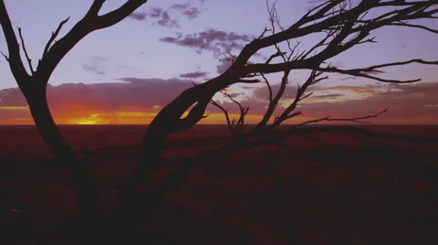 Australian outback red sunset desert. Tree silhouette 4K AVAILABLE Vidéo 40877069