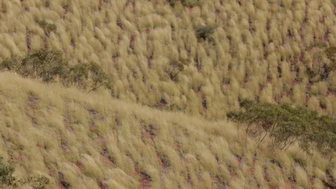 Australian outback spinifex grass in wind Stock Footage 70965126