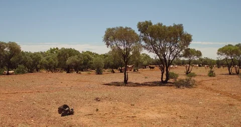 Australian outback tracking around a herd of outback cattle Video stock 114118463