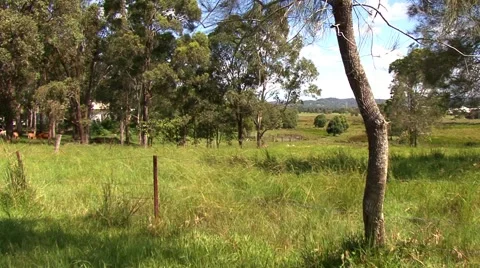 Australian paddock Stock Footage 1068638