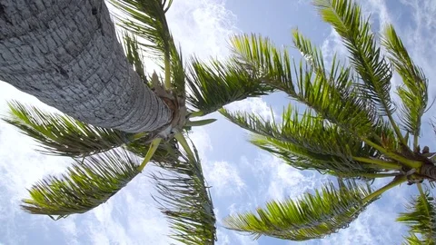 Australian palm trees from down below Stock Footage 70839354