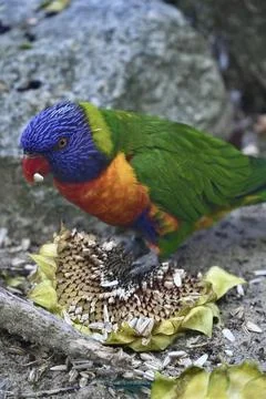 Australian parrot rainbow lorikeet eats sunflower seeds. Stock Photos