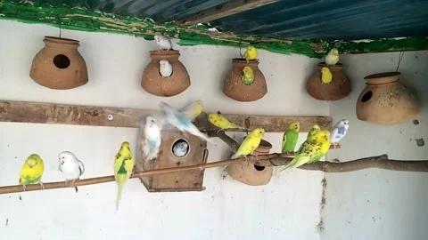 Australian Parrots in Slow Motion 2 Stock Footage 143296665