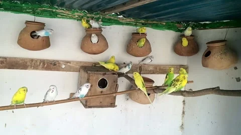 Australian Parrots in Slow Motion Stock Footage 143296689