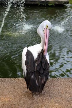 Australian Pelican from Back View while the Head is Looking at its Back Stock Photos