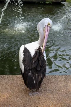 Australian Pelican from Back View while the Head is Looking at its Back Stock Photos