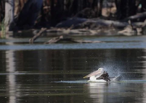 Australian pelican bathing. 스톡 사진