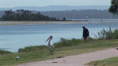 Australian Pelican Stock Footage 1183965