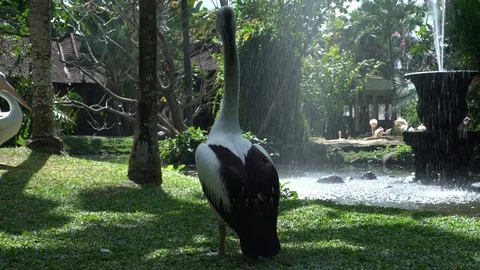 Australian Pelican. Stock Footage 112389371