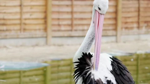 An Australian pelican Stock Footage 314054301
