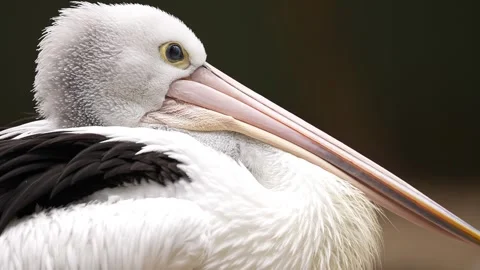 Australian pelican Stock Footage 327612461