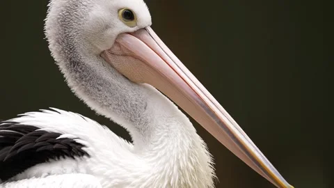 Australian pelican Stock Footage 327612606