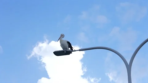 Australian pelican on a lamp post framed against a sunny blue sky Stockbeeldmateriaal 332684568