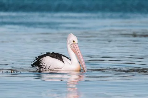 Australian Pelican in Ulladulla harbour foraging for food. Stock Photos