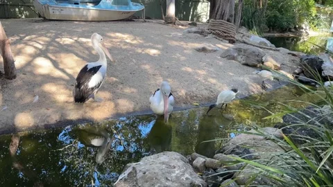 Australian pelicans drink from a stream 動画素材 288011602