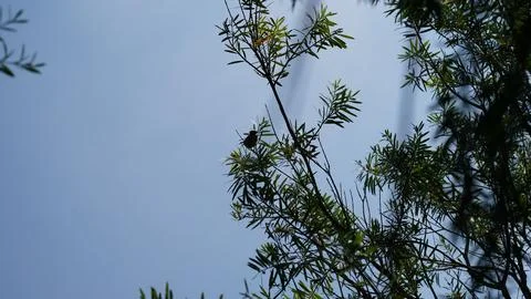 Australian pine tree and bird against bright blue sky Stock Photos