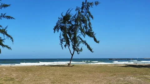 Australian pine tree moving sway when the wind was shaking on beach Stock Footage 167410811