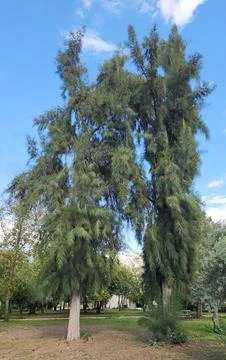 Australian pine tree Stock Photos