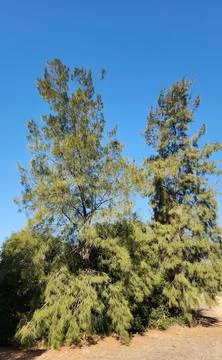 Australian pine trees Stock Photos