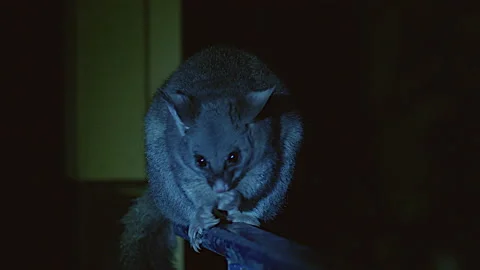 Australian possum on rail eats apple. Night shot Video stock 147845984