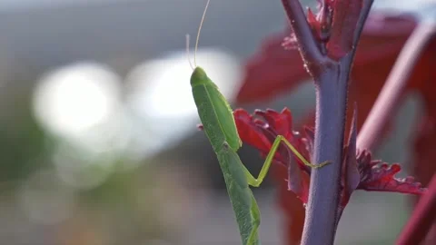 Australian Praying Mantis Perched On Cranberry Hibiscus In A Garden Against Stock Footage 331834834