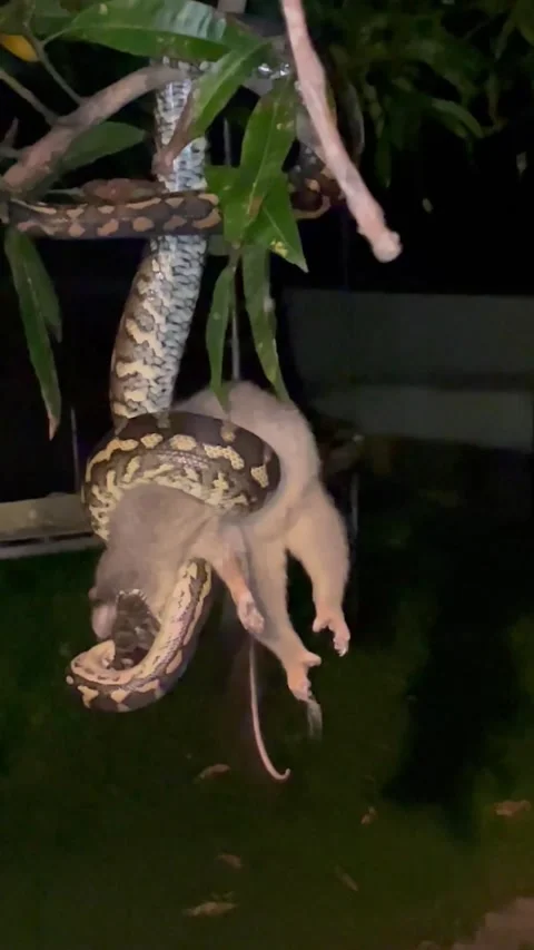 Australian Python Snacks on a Wild Possum - 11 Jan 2021 Stockbeeldmateriaal 205336946