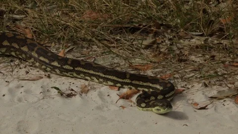 Australian python snake lying in sand Stock Footage 71355285