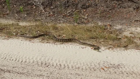 Australian python snake lying in sand Stock Footage 71356548