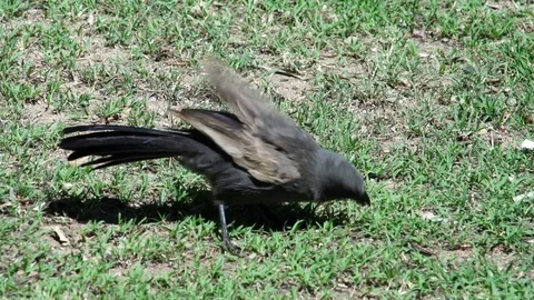 Australian Rain Bird Walking On Grass And Eating Stock Footage 83608375