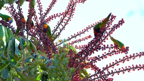 Australian Rainbow Lorikeet parrots eating sweet berries from an Umbrella tre Stock Footage