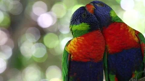 Australian rainbow lorikeets Stock Footage 40576536