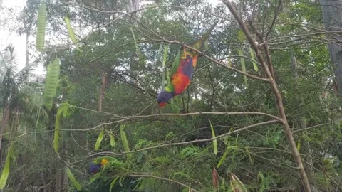 Australian Rainbow lorikeets Stock Footage 164447530