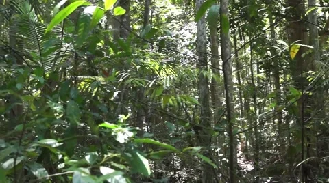 Australian rainforest flora close up Stock Footage 47050197